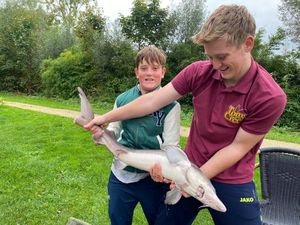 Gulf Sturgeon