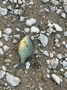 Green Sunfish