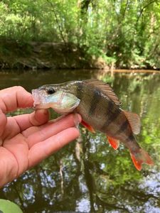 European Perch
