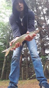 Northern Pike