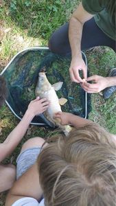 Common Carp