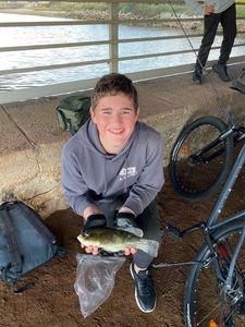 Ballan Wrasse