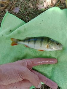 European Perch