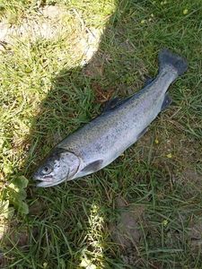 Lake Trout