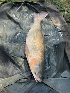 Grass Carp