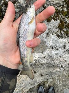 Brown Trout