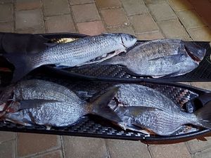 White Seabream