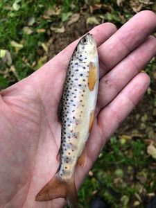 Brown Trout