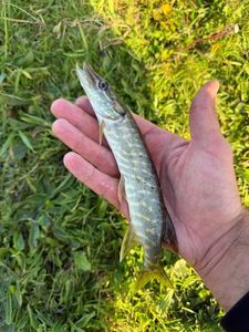 Northern Pike