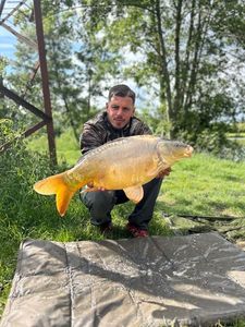 Mirror Carp