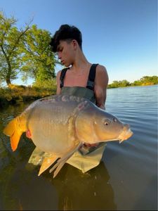 Mirror Carp