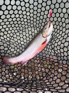 Brook Trout