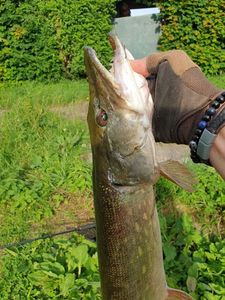 Northern Pike