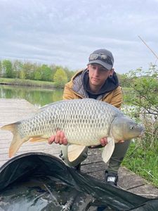 Common Carp