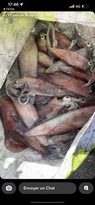 European Squid