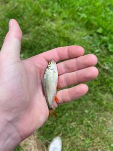 Roach