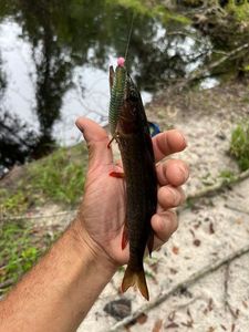 Chain Pickerel