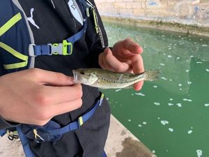 Smallmouth Bass