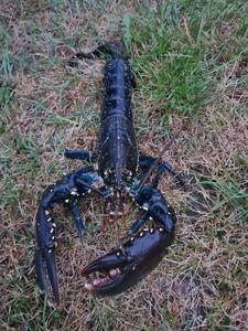 European Lobster