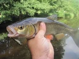Chub
