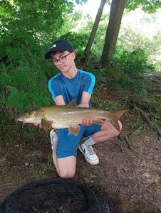 Barbel