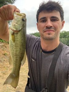 Largemouth Bass