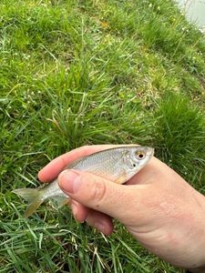 Roach