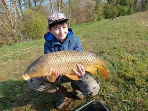 Common Carp