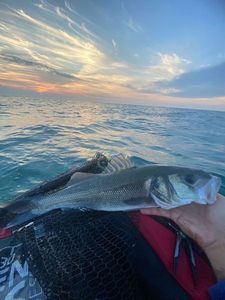 European Bass (Seabass)