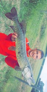 Chain Pickerel