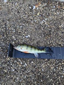 Yellow Perch