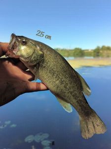 Largemouth Bass