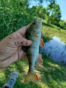 European Perch