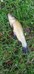 Tench