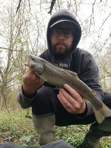 Brown Trout