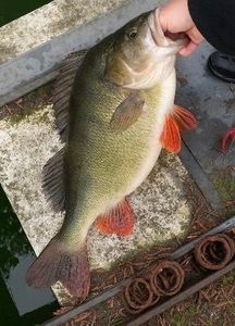 European Perch