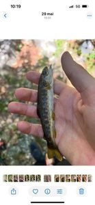 Brown Trout