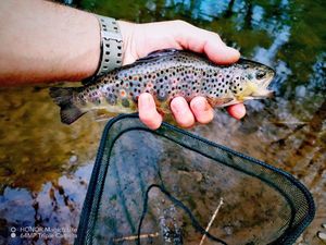 Brown Trout
