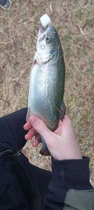 Rainbow Trout