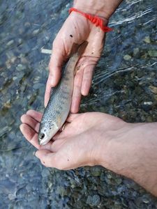 Brown Trout