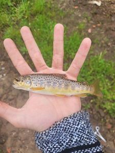 Brown Trout