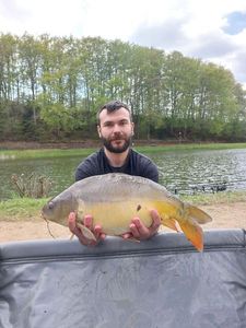 Mirror Carp