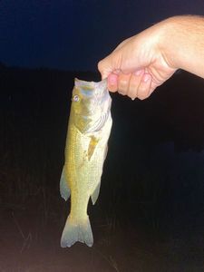 Largemouth Bass