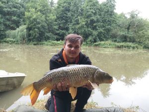 Common Carp