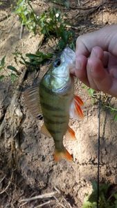 European Perch