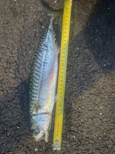 Mackerel