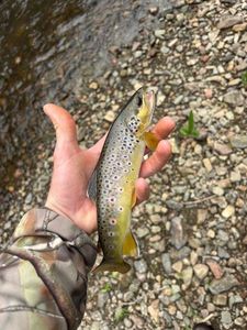 Brown Trout