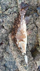 Ballan Wrasse