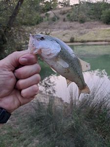 Largemouth Bass