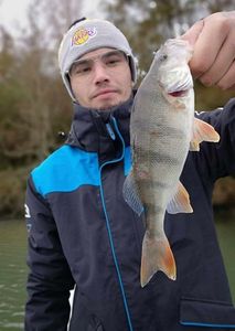 European Perch
